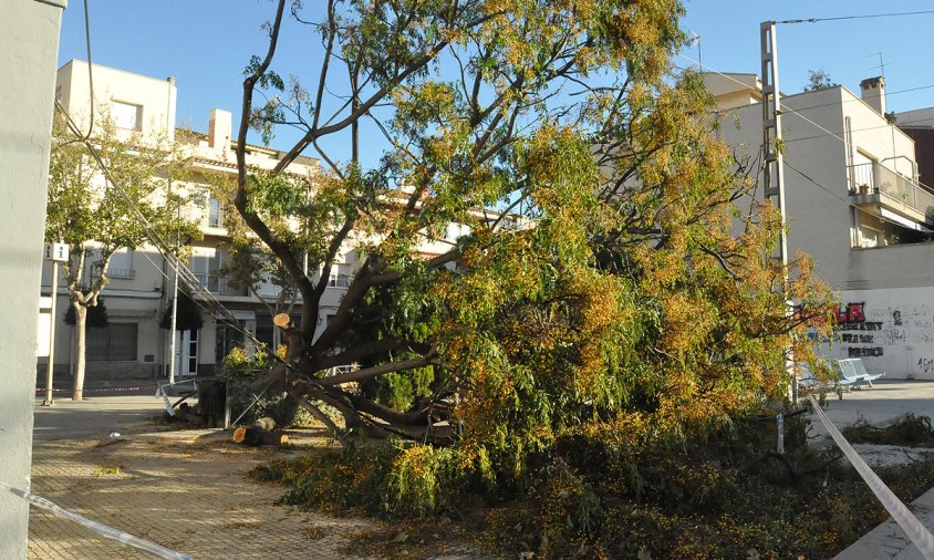 Arbre de grans dimensions que va caure a l'estació de trens