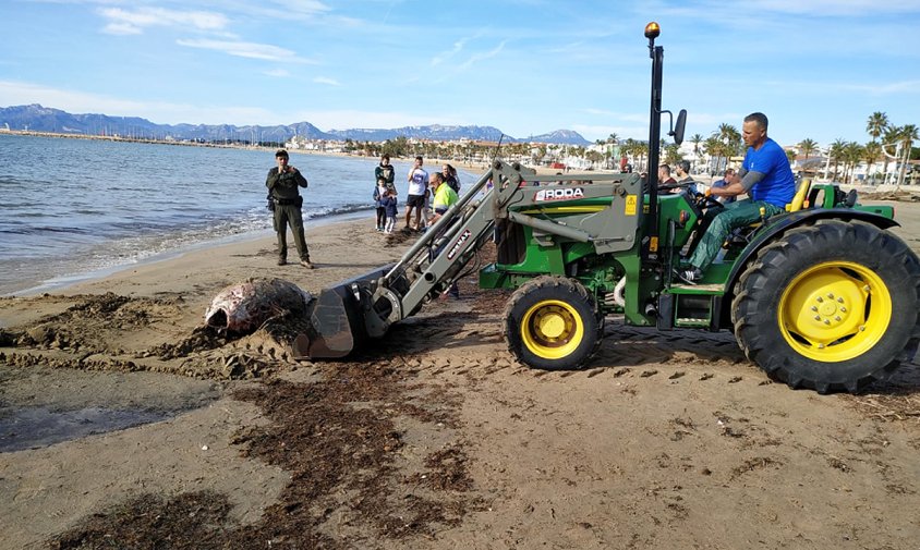 Moment de la retirada de la tonyina morta, a la platja del Regueral