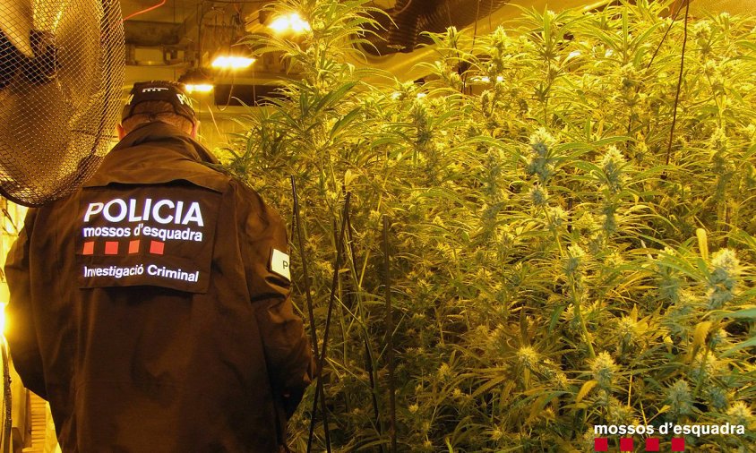 Imatge del cultiu de marihuana que es va localitzar a una nau del polígon Belianes