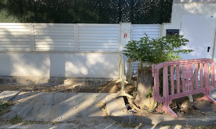 Aspecte de l'arbre que ha quedat mig tallat al mig de la vorera del carrer d'Auguste Renoir