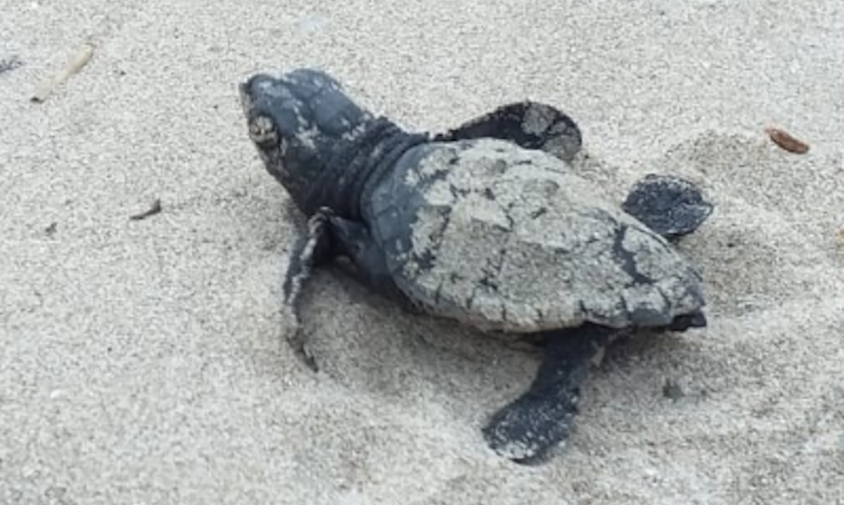 Imatge d'una tortuga careta