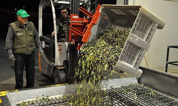 Ahir els pagesos ja van començar a portar les seves olives a la Cooperativa Agrícola