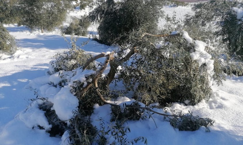 Imatge d'oliveres afectades per la nevada