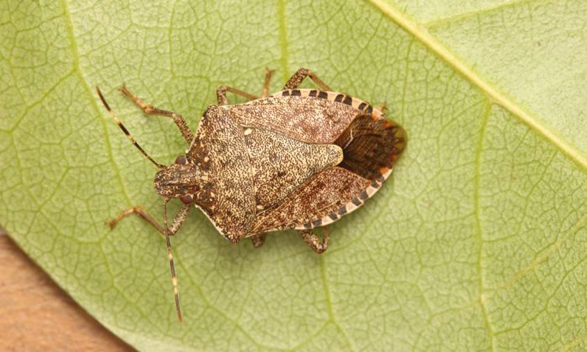 Imatge de detall d'un exemplar de bernat marbrejat (Halyomorpha halys)