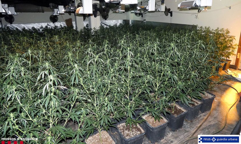 Imatge de la plantació de marihuana intervinguda pels Mossos d'Esquadra i la Guàrdia Urbana de Reus