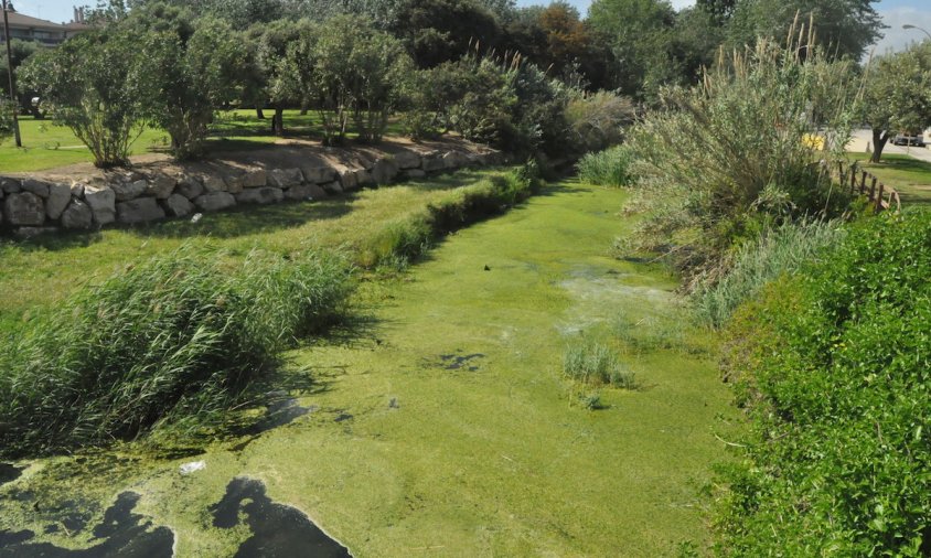 Aigua entollada al final del barranc de la Verge del Camí, on hi ha una gran quantitat de granotes