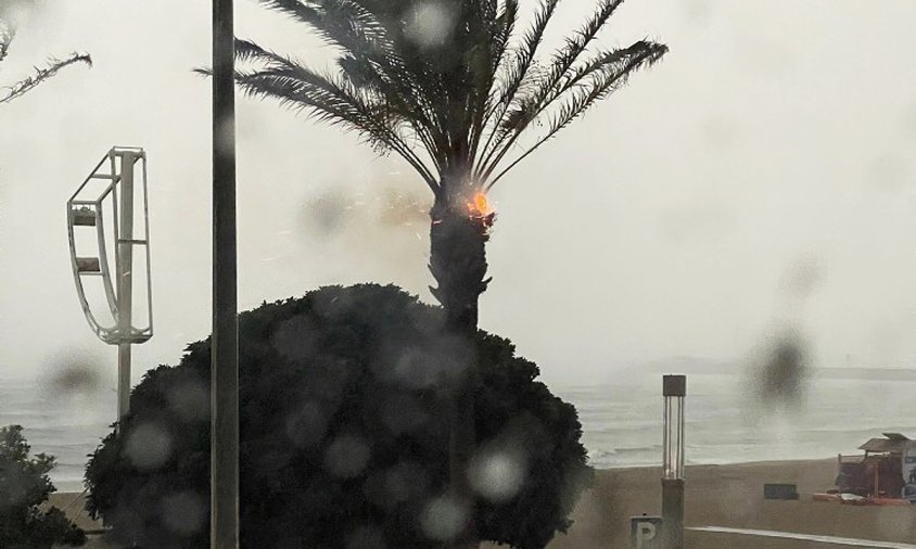 Palmera del passeig del Regueral amb foc a conseqüència de la caiguda d'un llamp, ahir al vespre