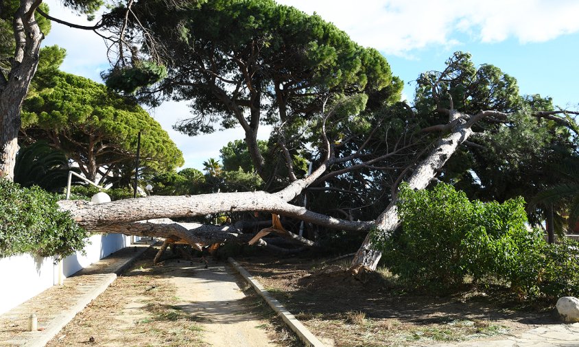 Pins caiguts a la part litoral de Vilafortuny